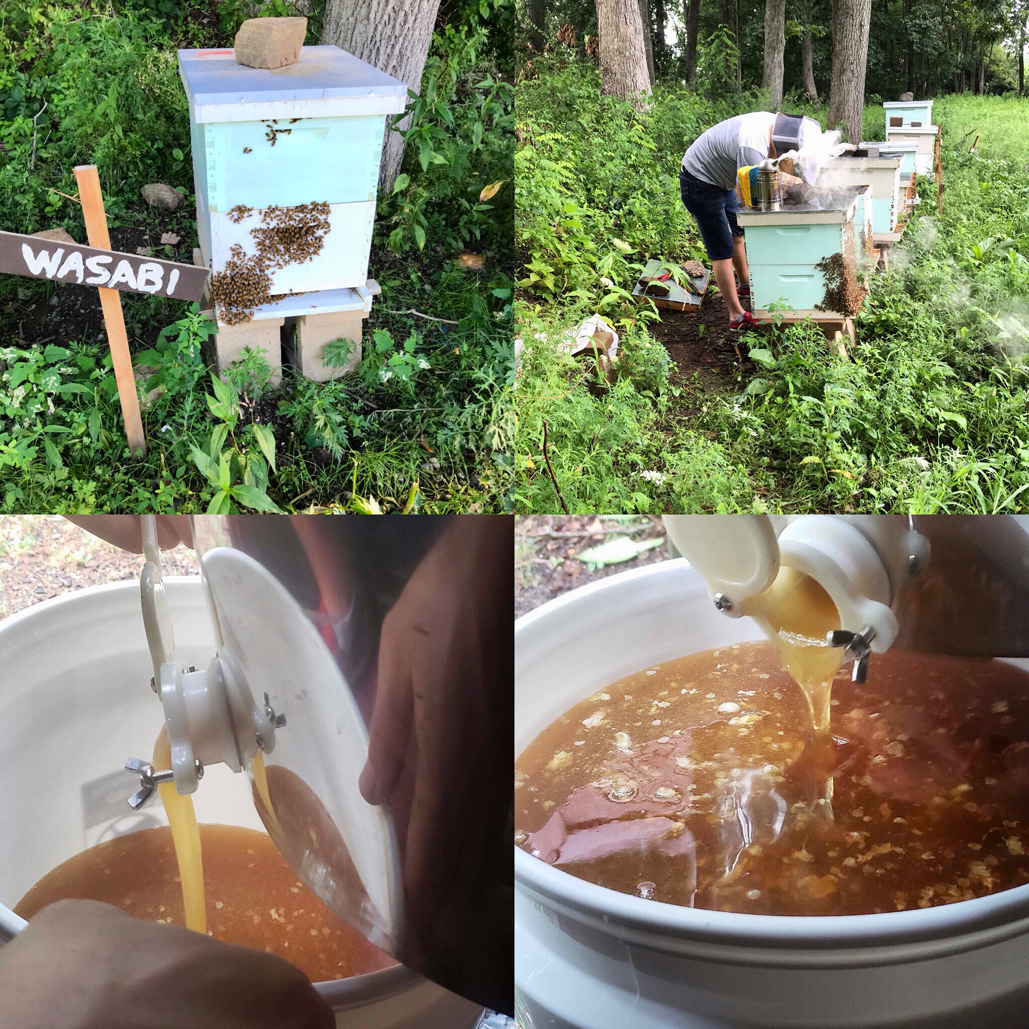 local honey from little pub
